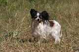 EPAGNEUL PAPILLON 154